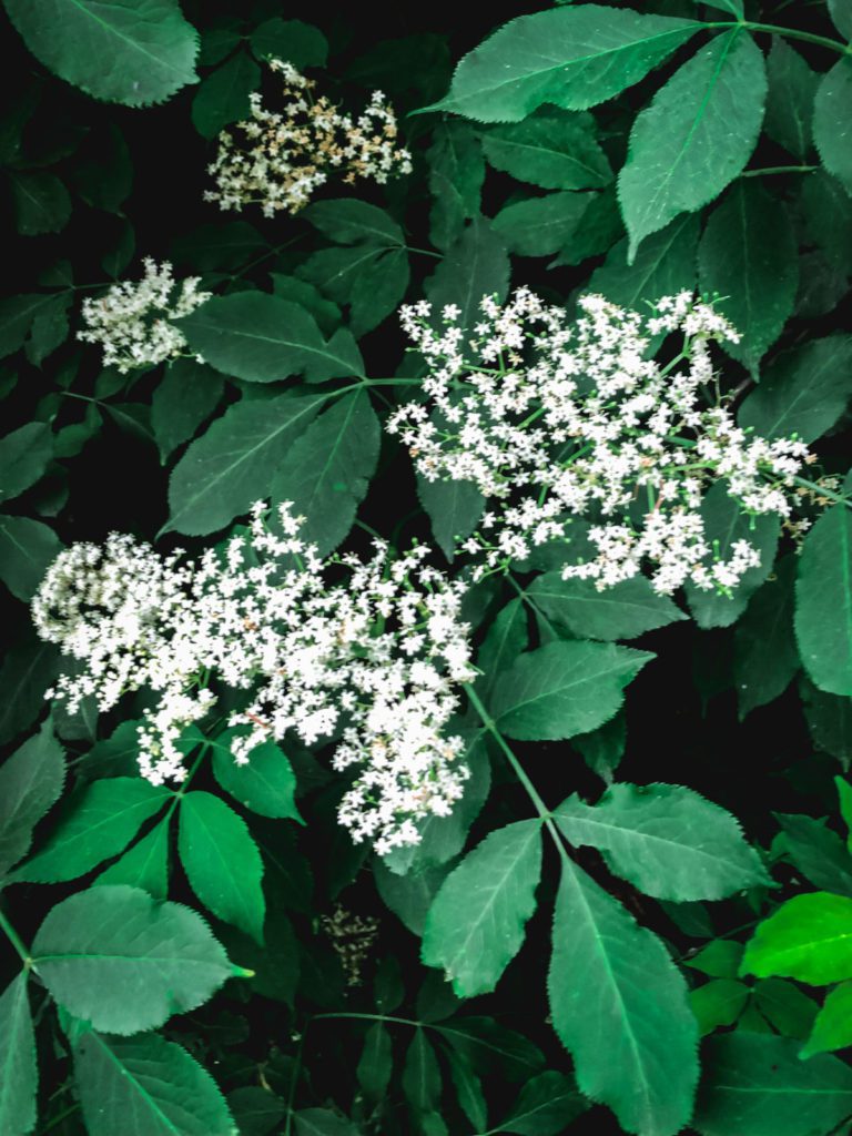 Elderflower bushes