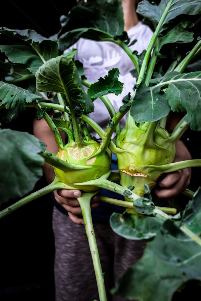 garden fresh green kohlrabis